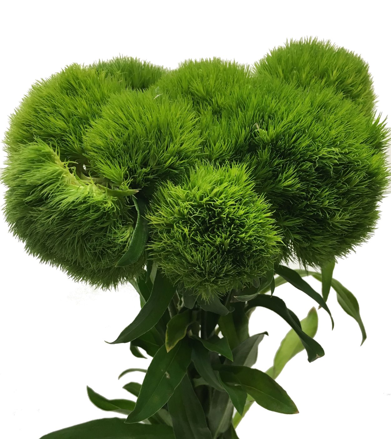 Диантус Барбатус