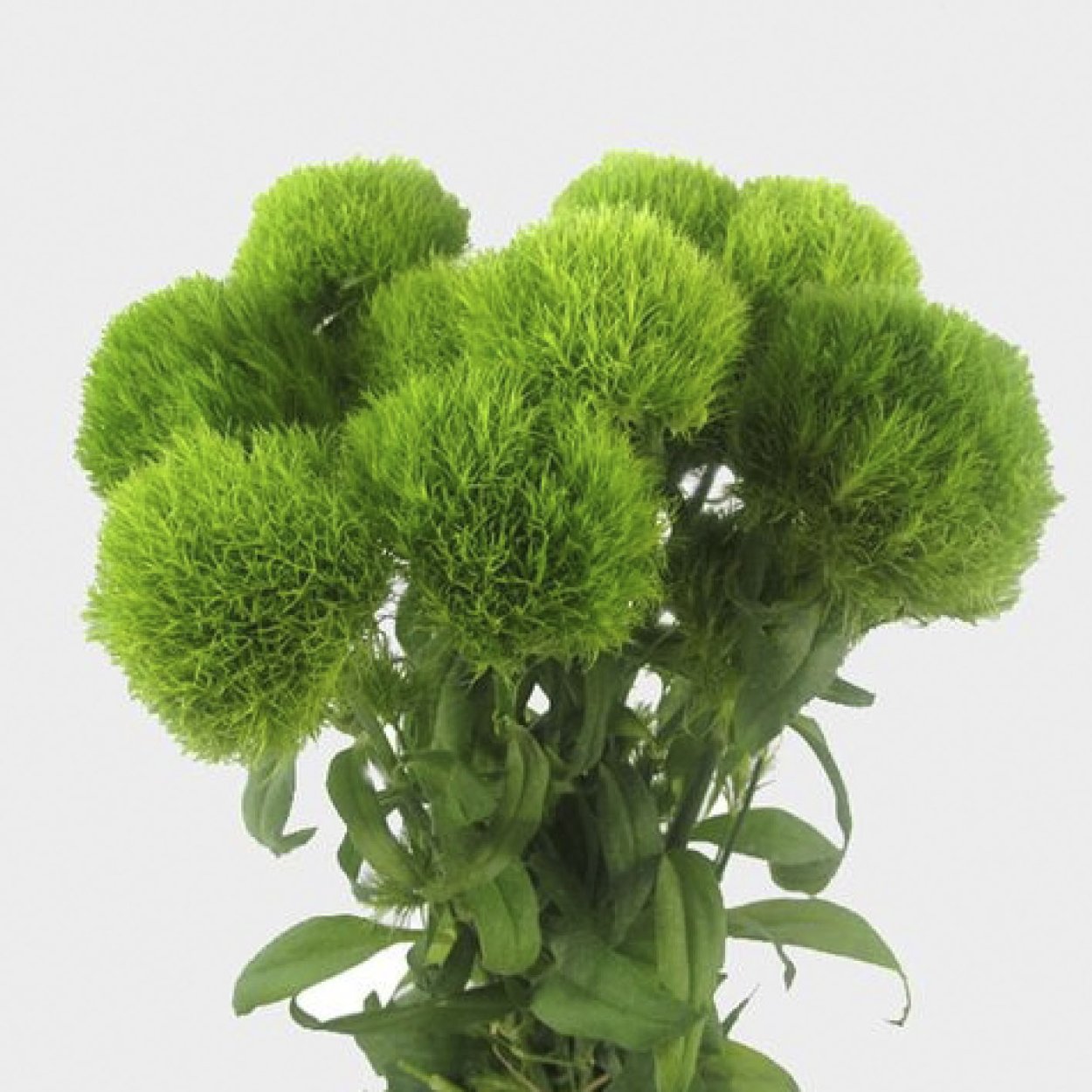 Гвоздика Грин трик