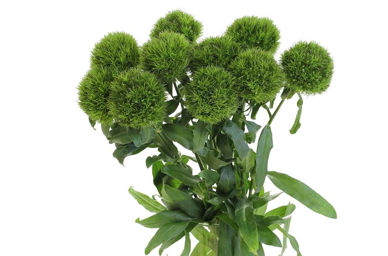 Диантус Барбатус Грин