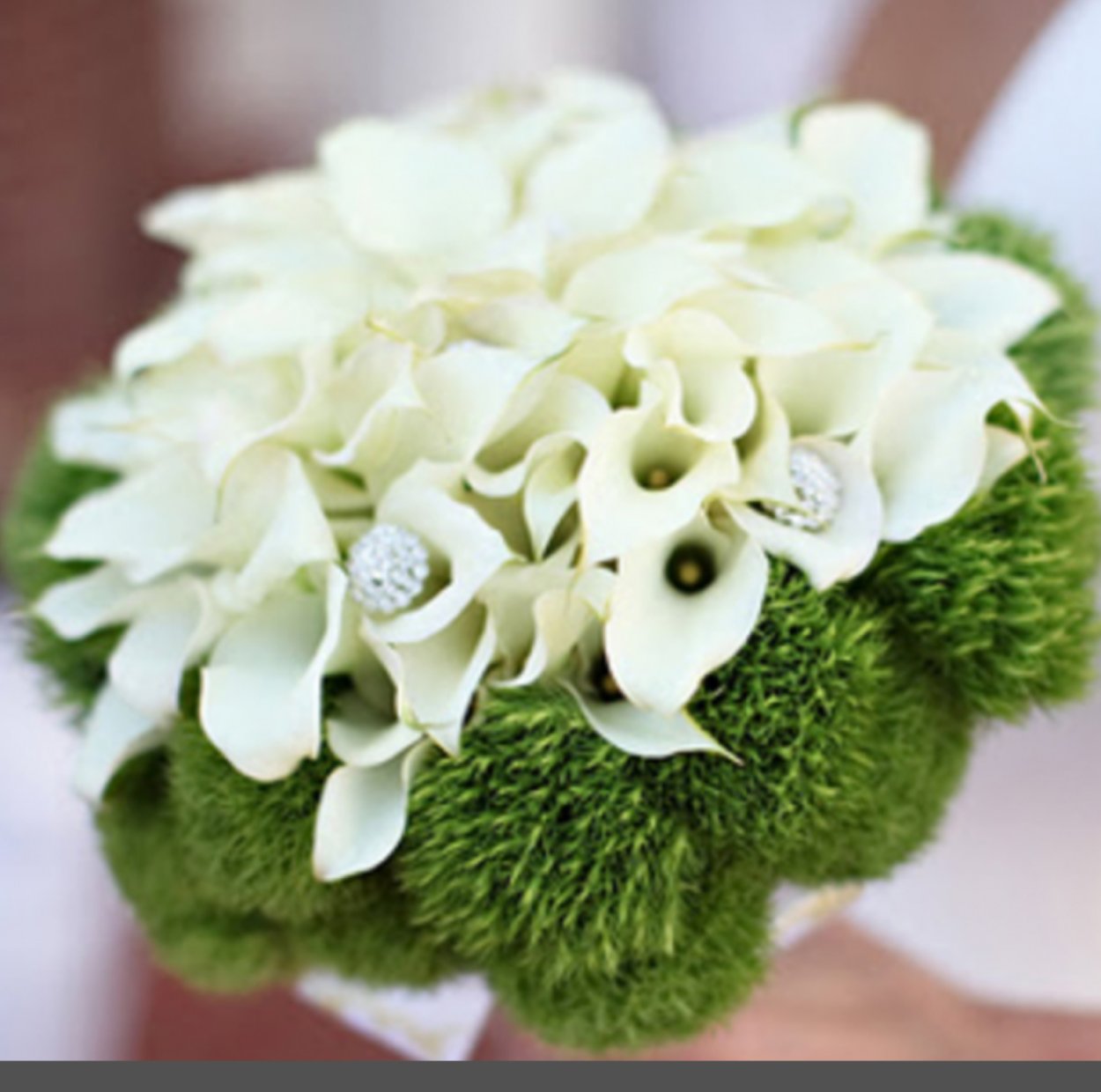 Гвоздика Шабо акварель