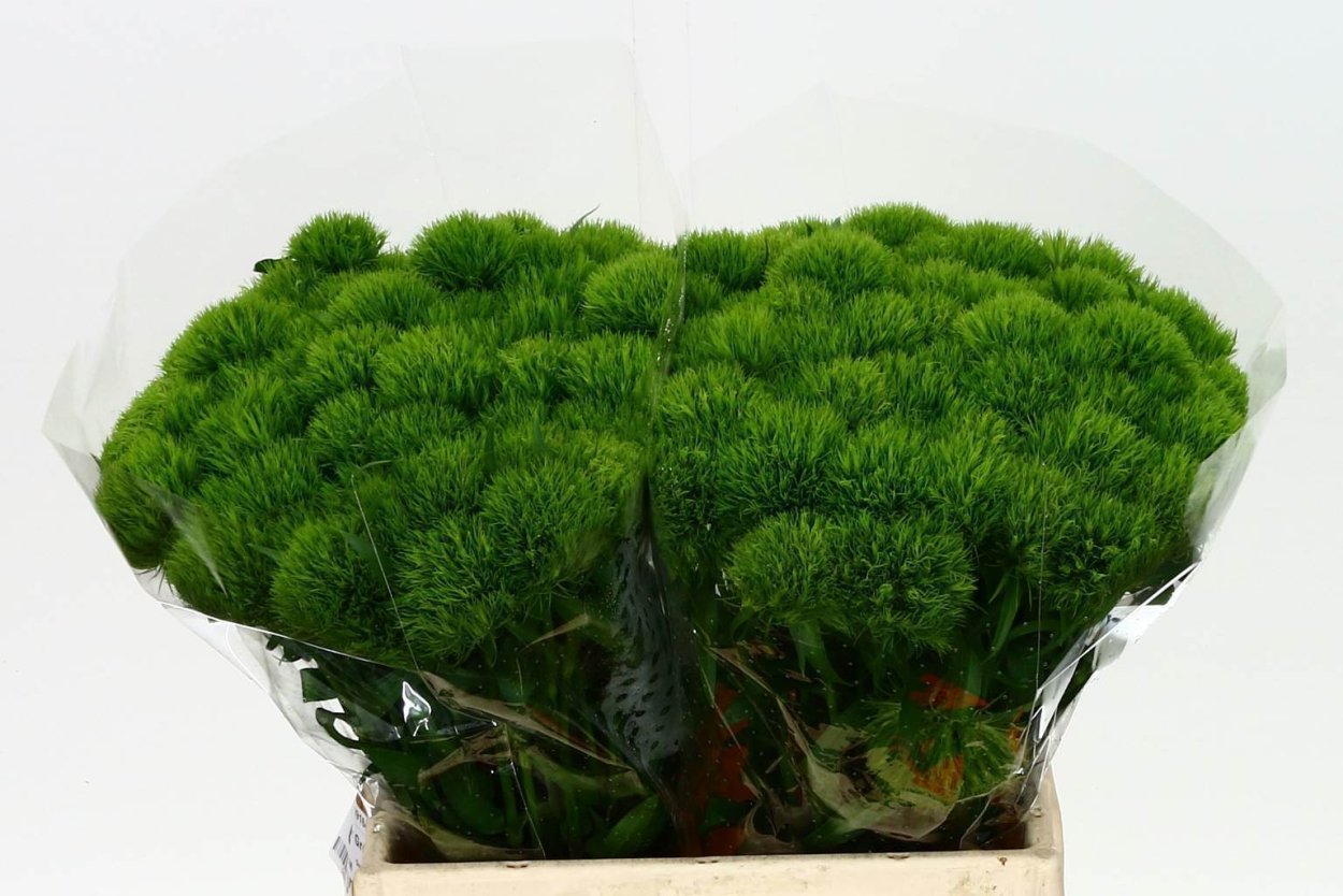 Диантус Грин трик