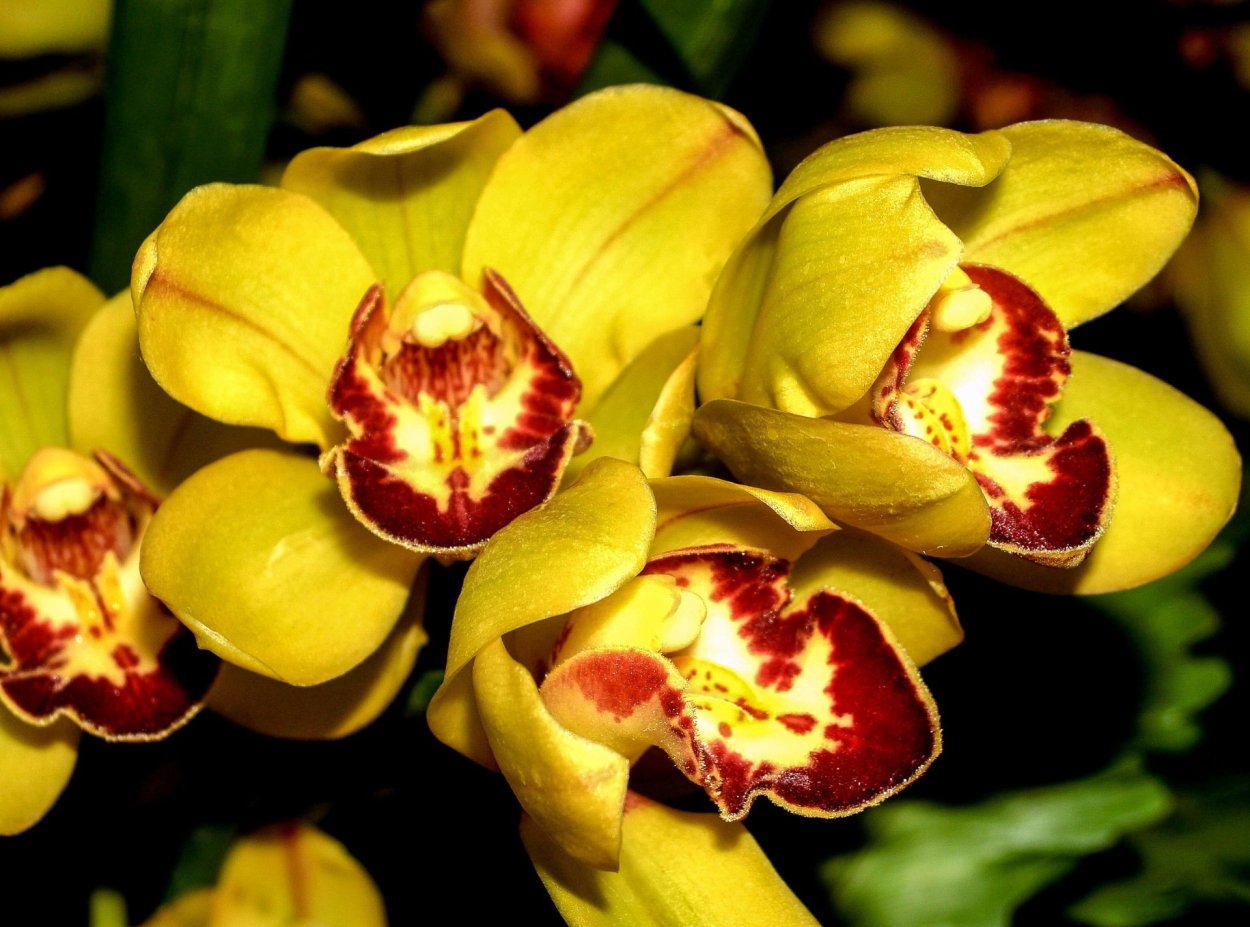 Орхидея Yellow Cow