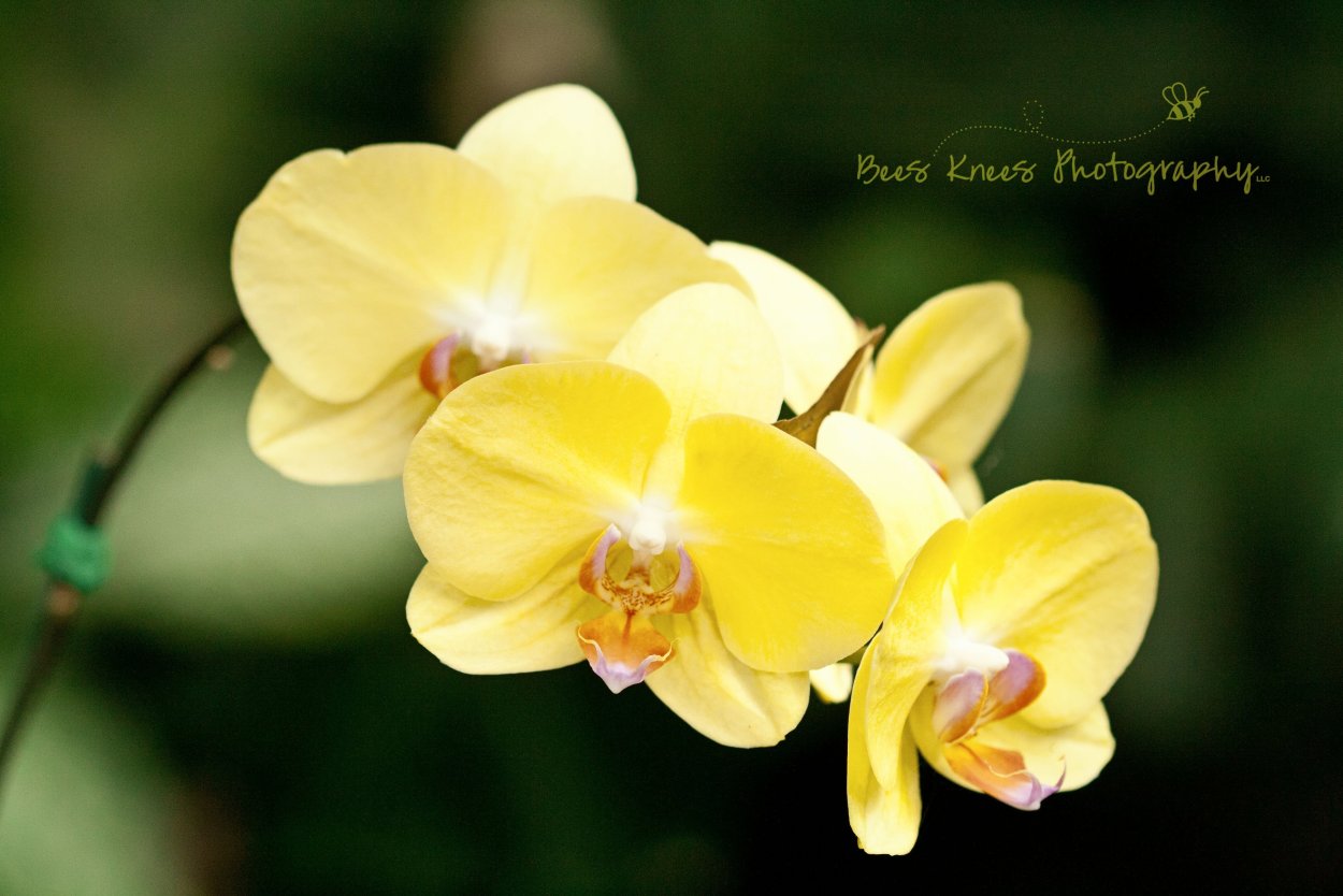 Фаленопсис Еллоу