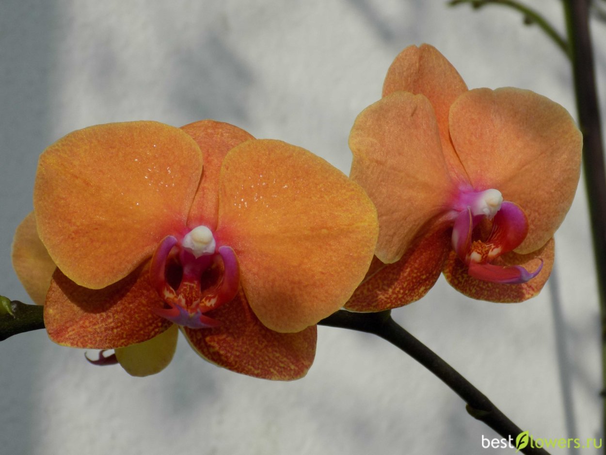 Фаленопсис Карибиан Дрим