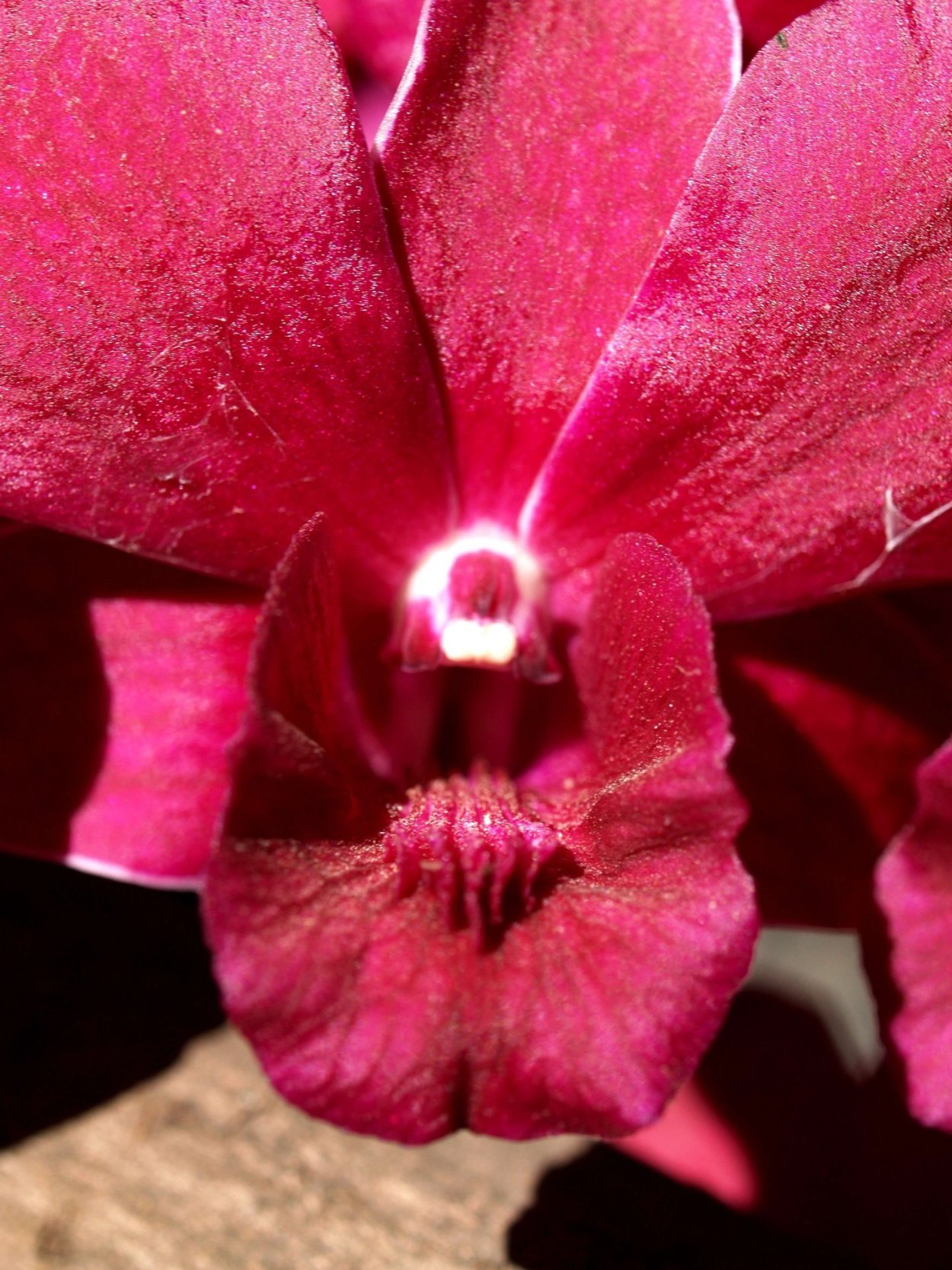 Фаленопсис ред Лион