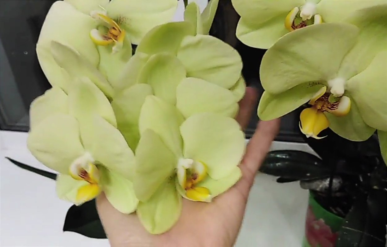 Яра Брайт Орхидея