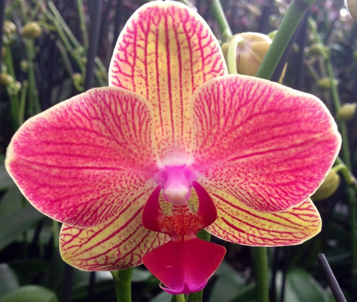 Фаленопсис Дайси