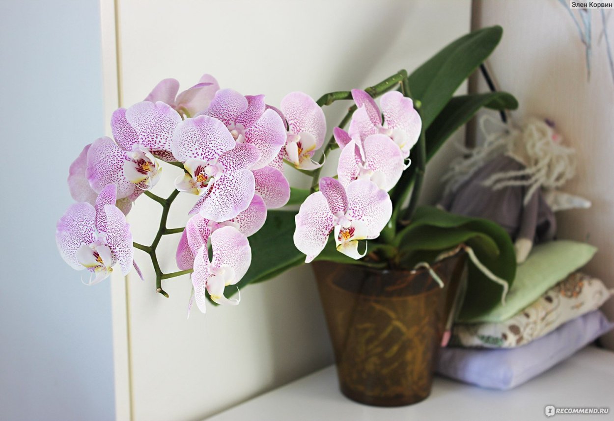 Фаленопсис компилатион