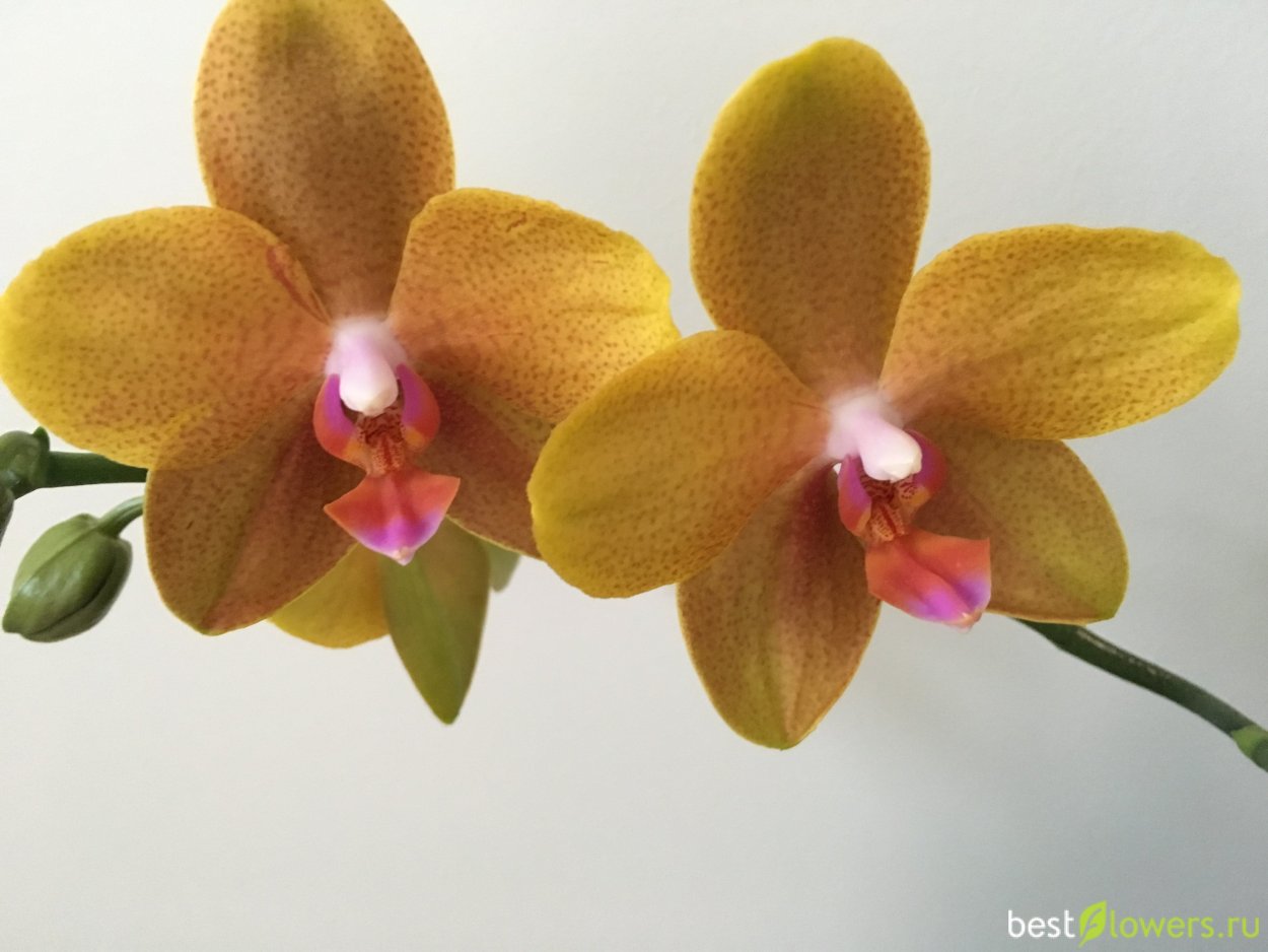 Нина Квин Орхидея