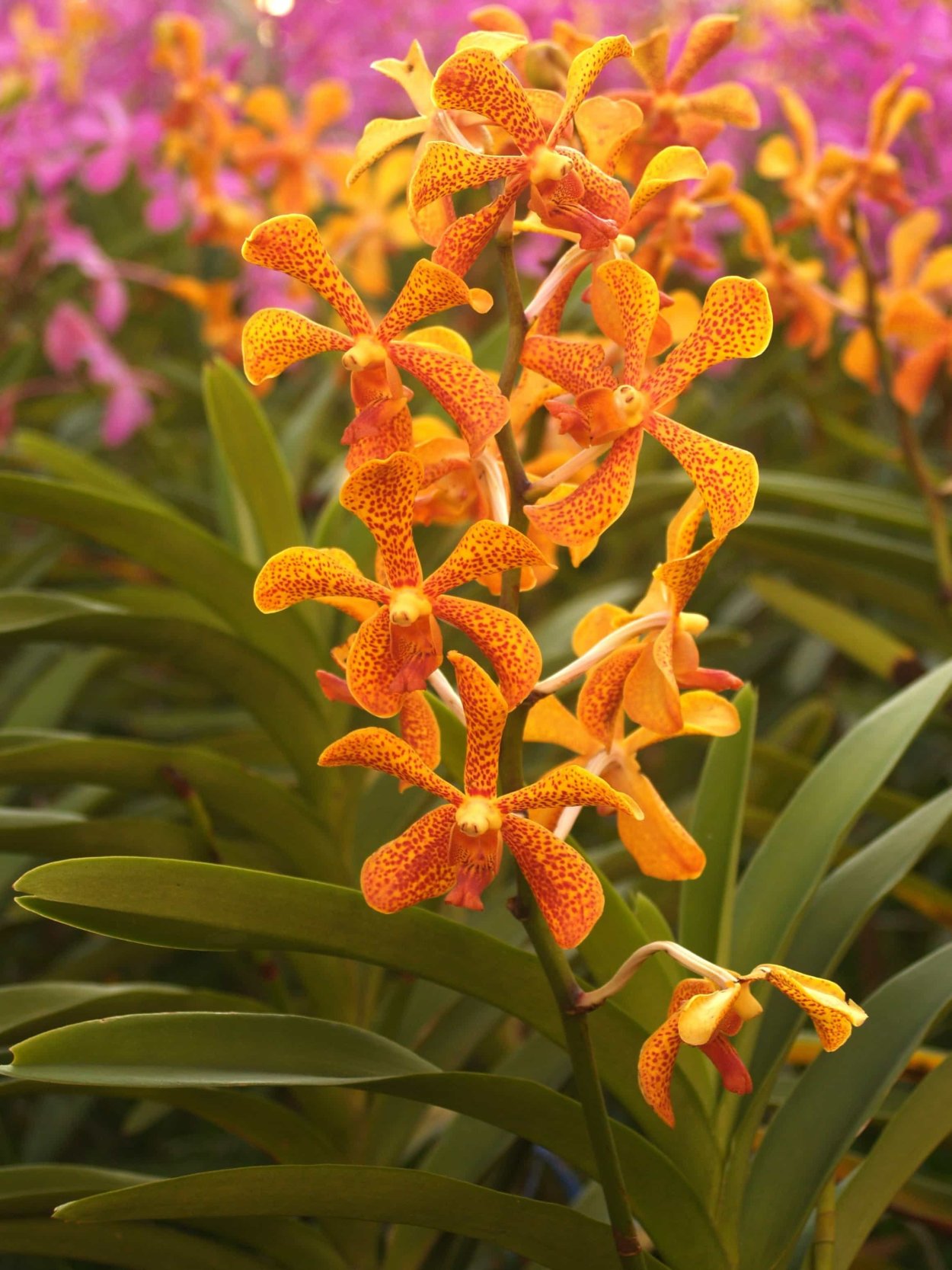 Орхидея фаленопсис Bright Summer