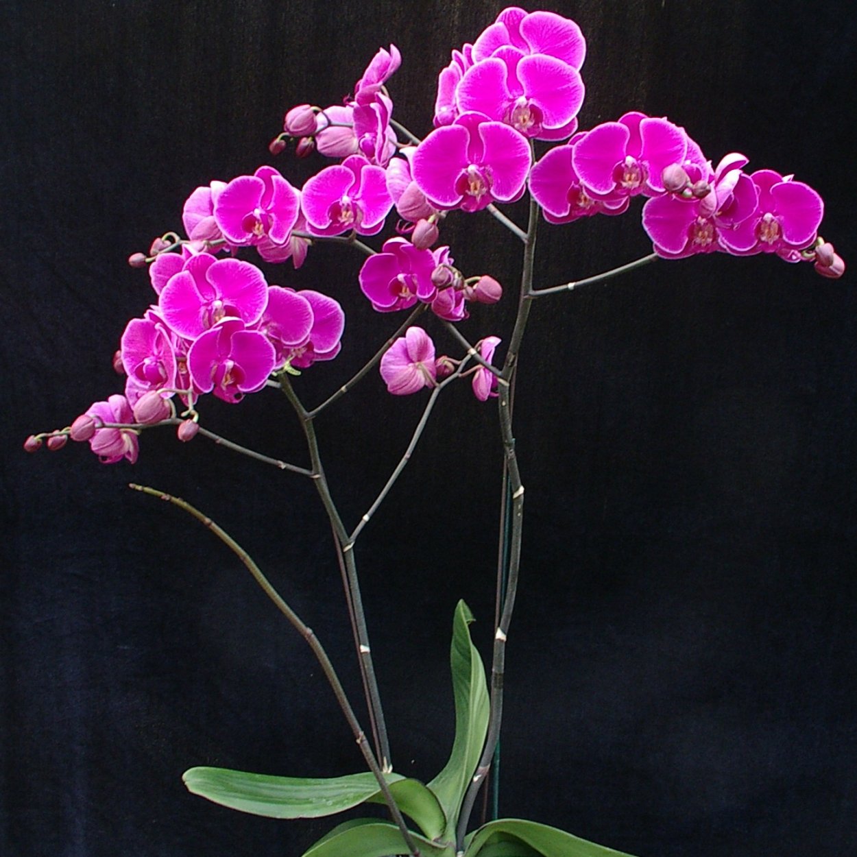 Орхидея Phalaenopsis Monza