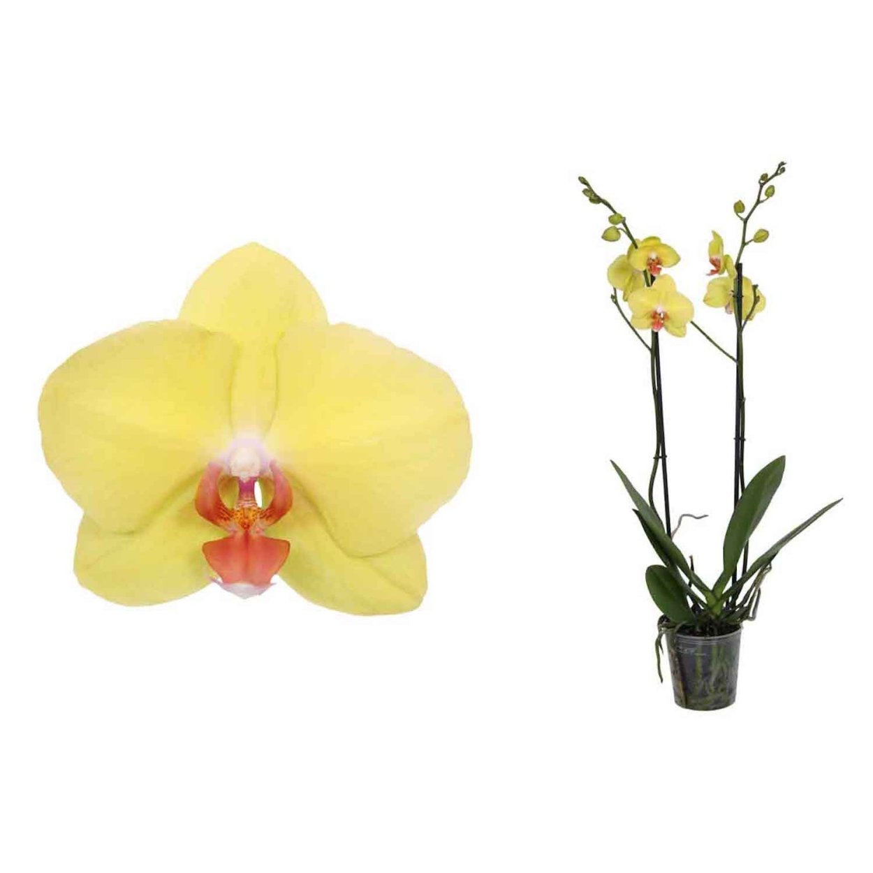 Фаленопсис Фуллер Сансет