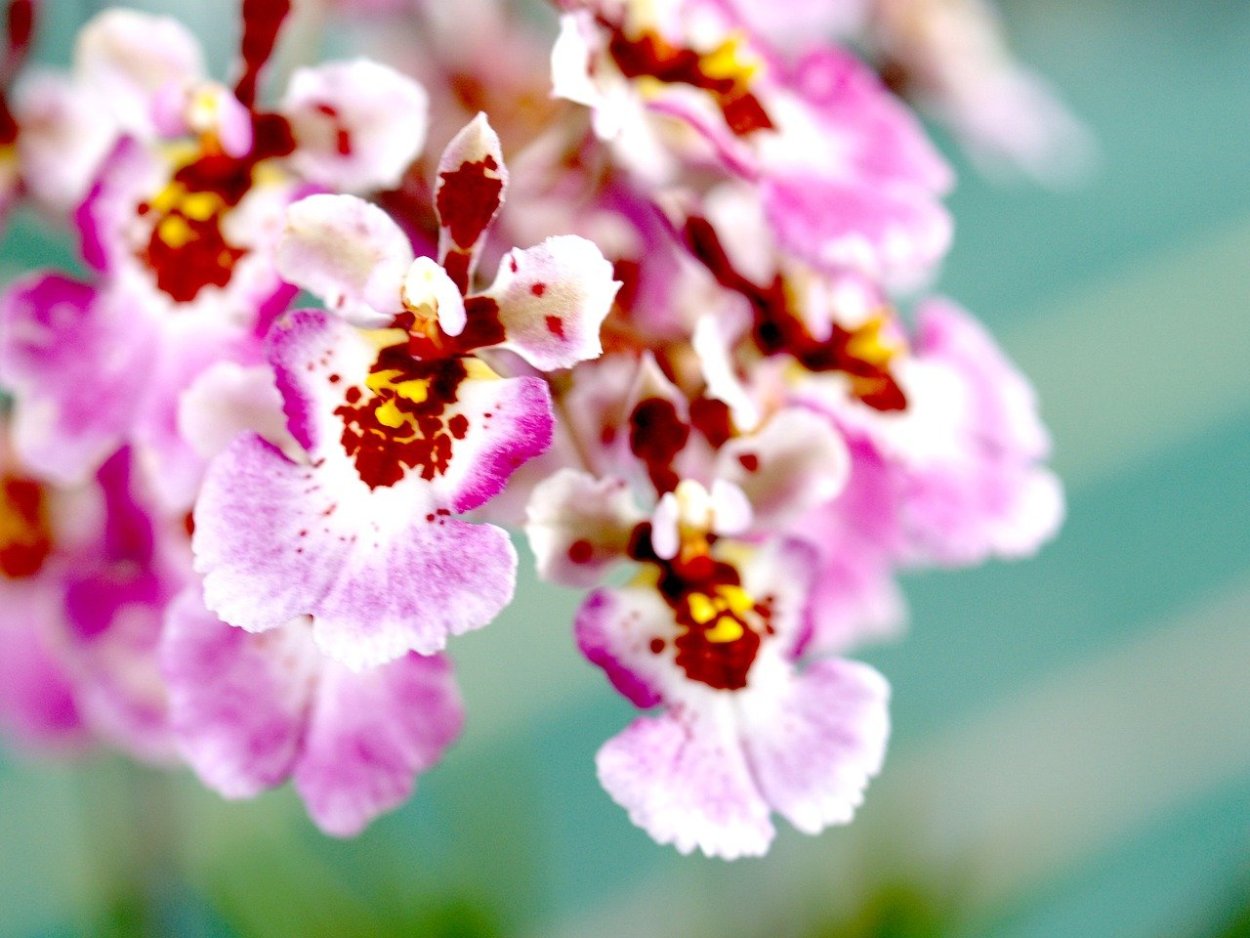 Фаленопсис спринг Принс