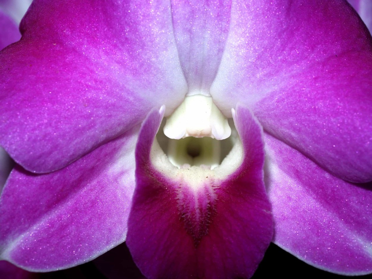 Фаленопсис саммер Брайт