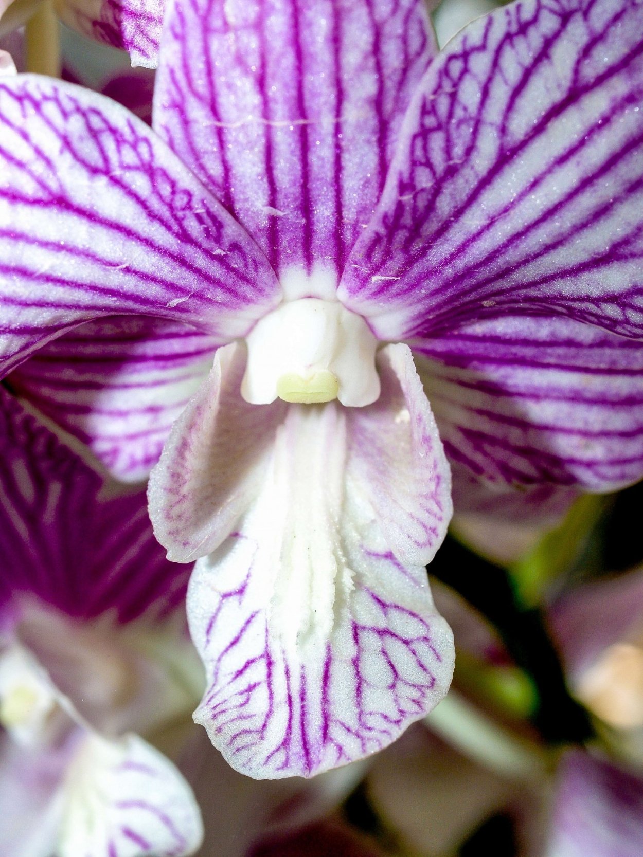 Фаленопсис Яра Брайт