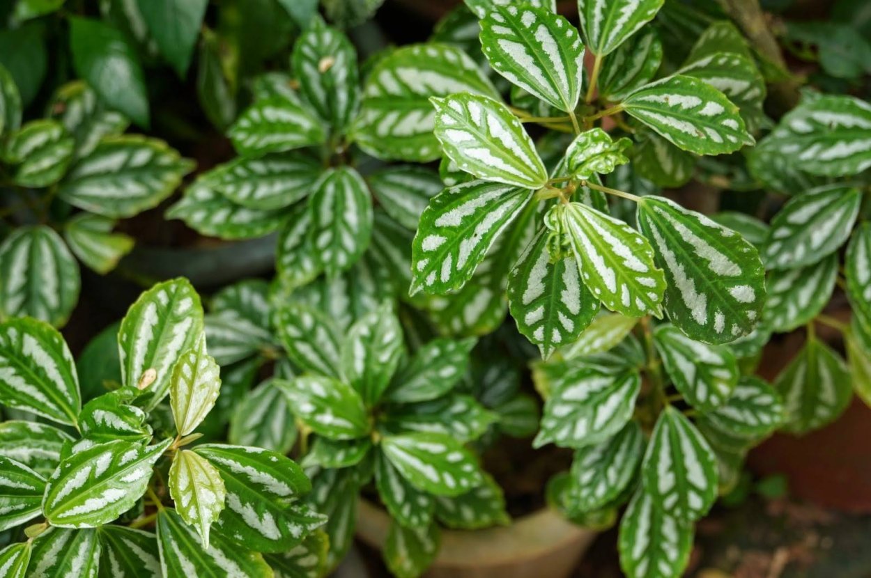 Пилея Кадье