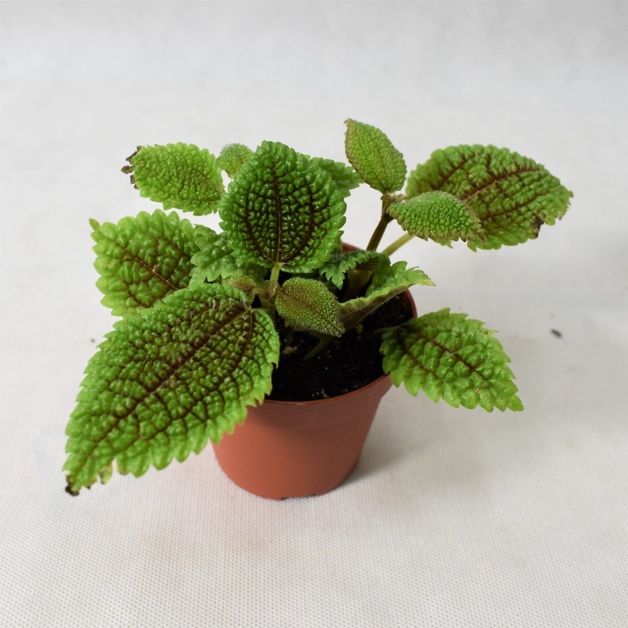 Пилея Кадье