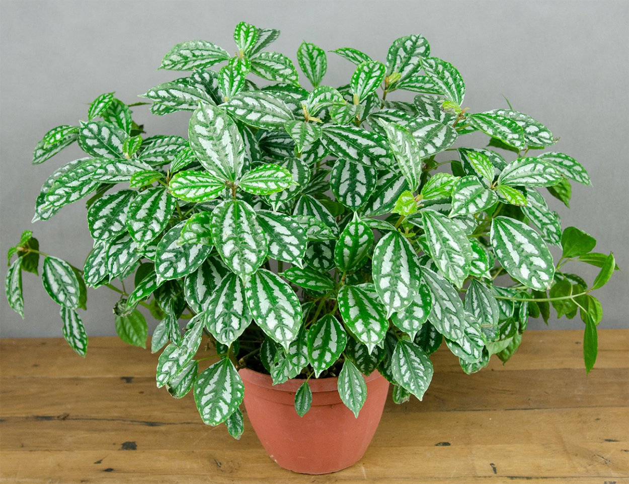 Пилея Кадье