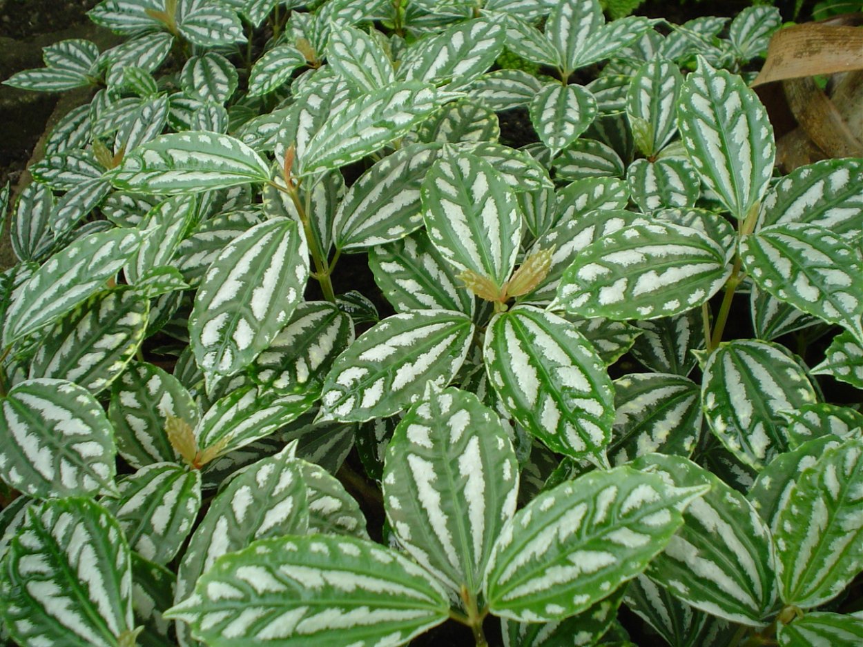 Пилея Кадье