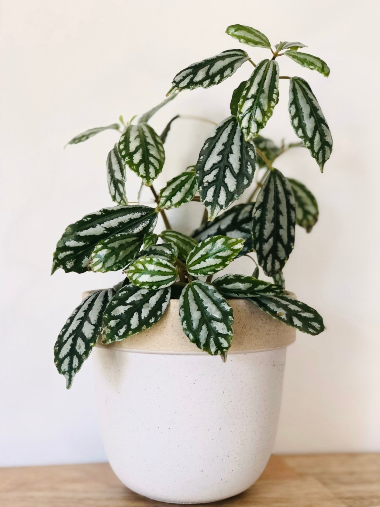 Пилея Кадье полив