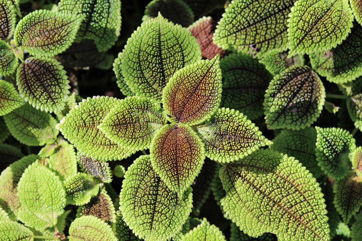 Пилея гибридная