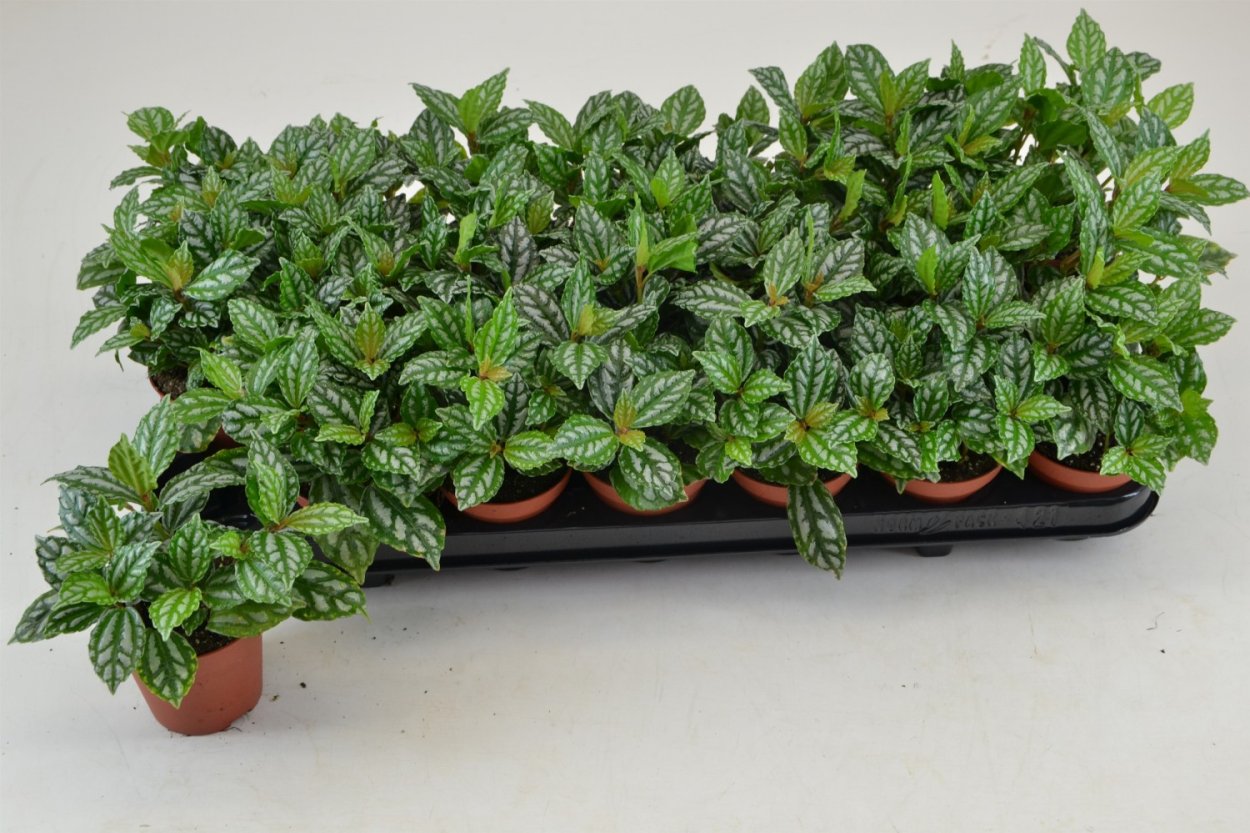 Пилея Кадье