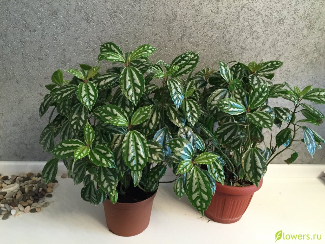 Пилея Кадье