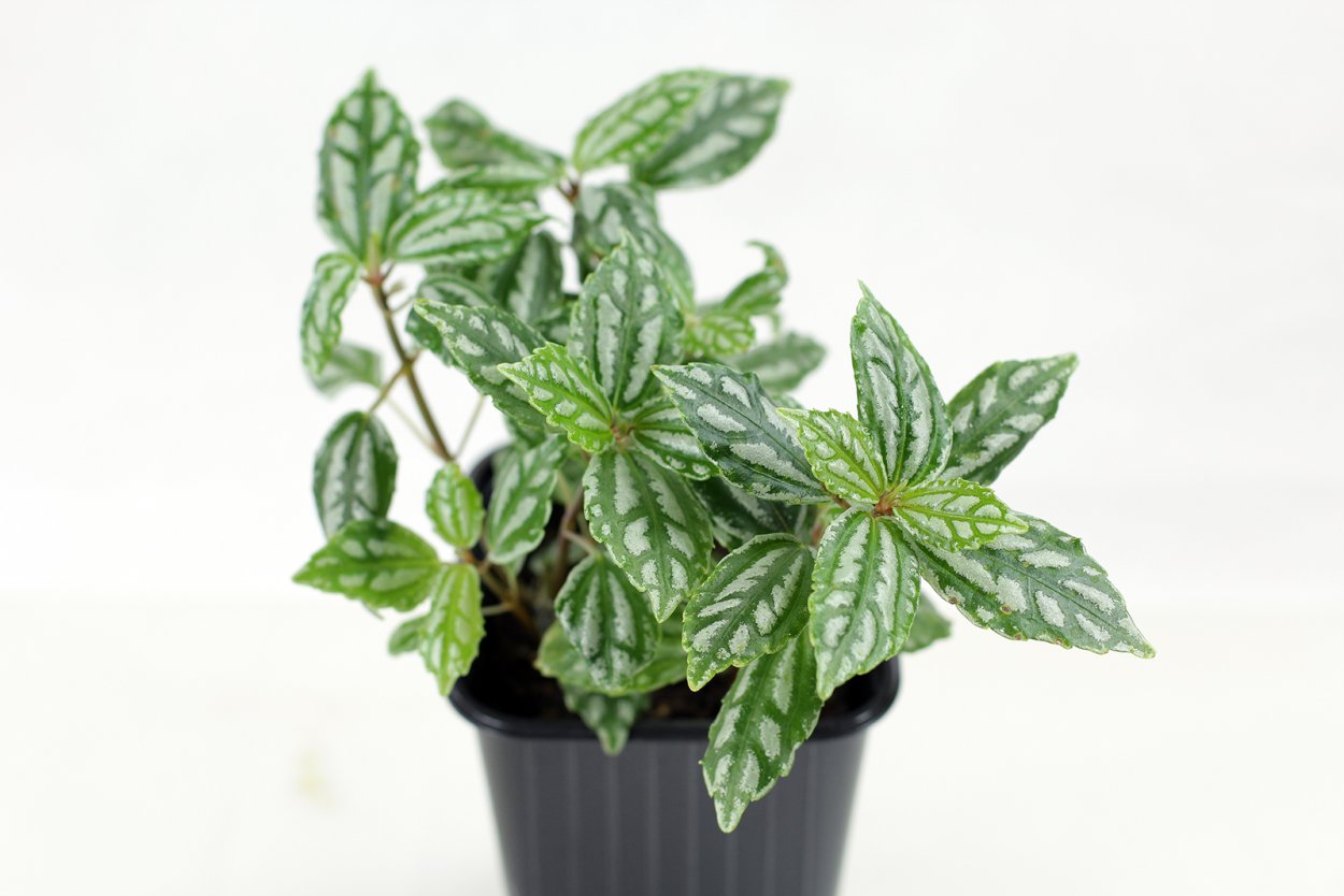 Пилея монетолистная