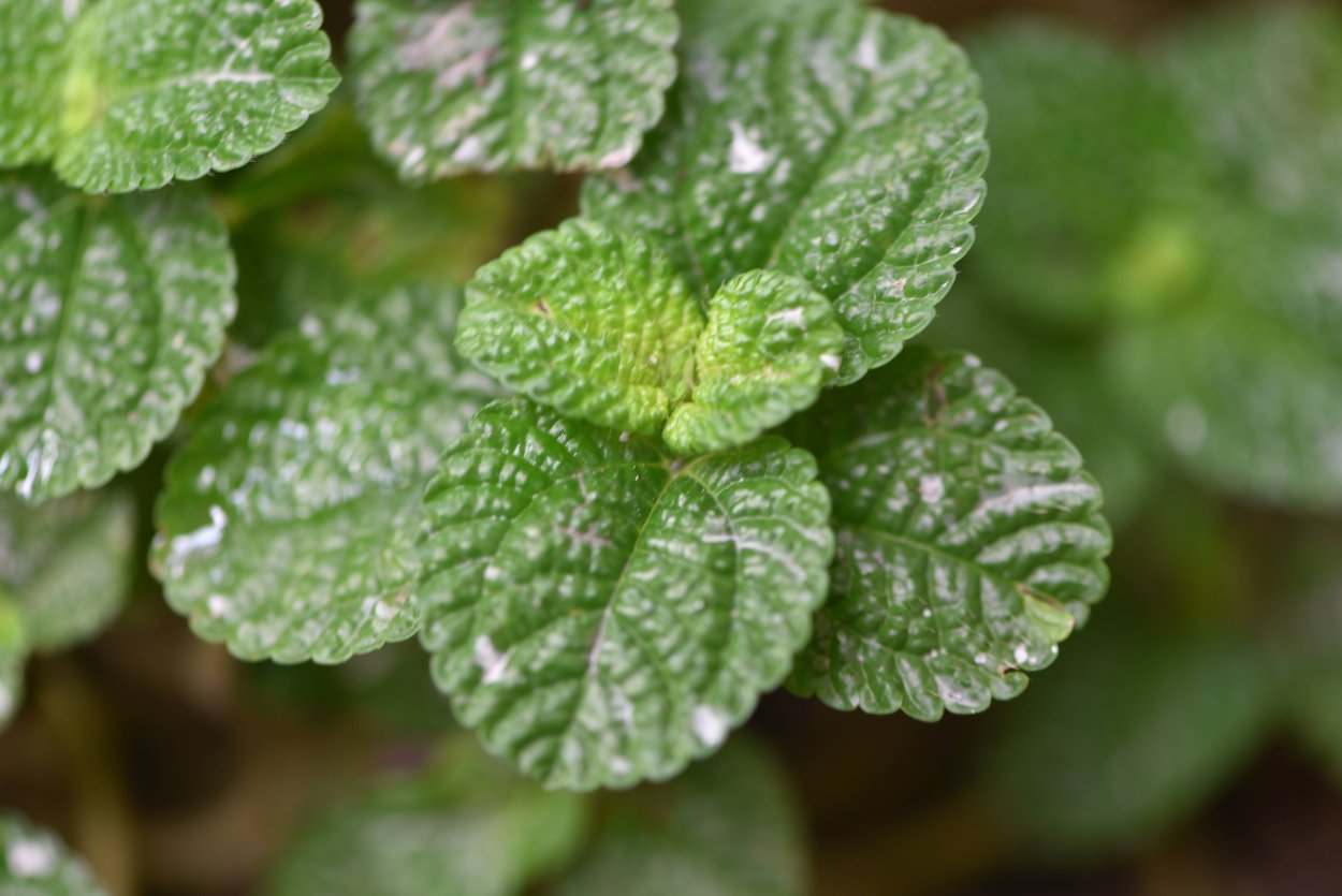 Пилея Алуми