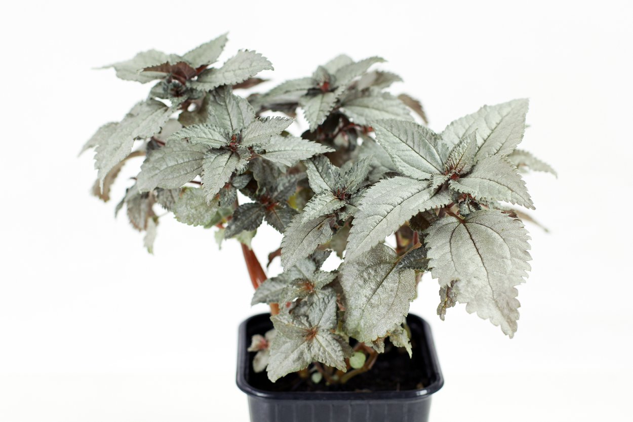 Пилея моховидная