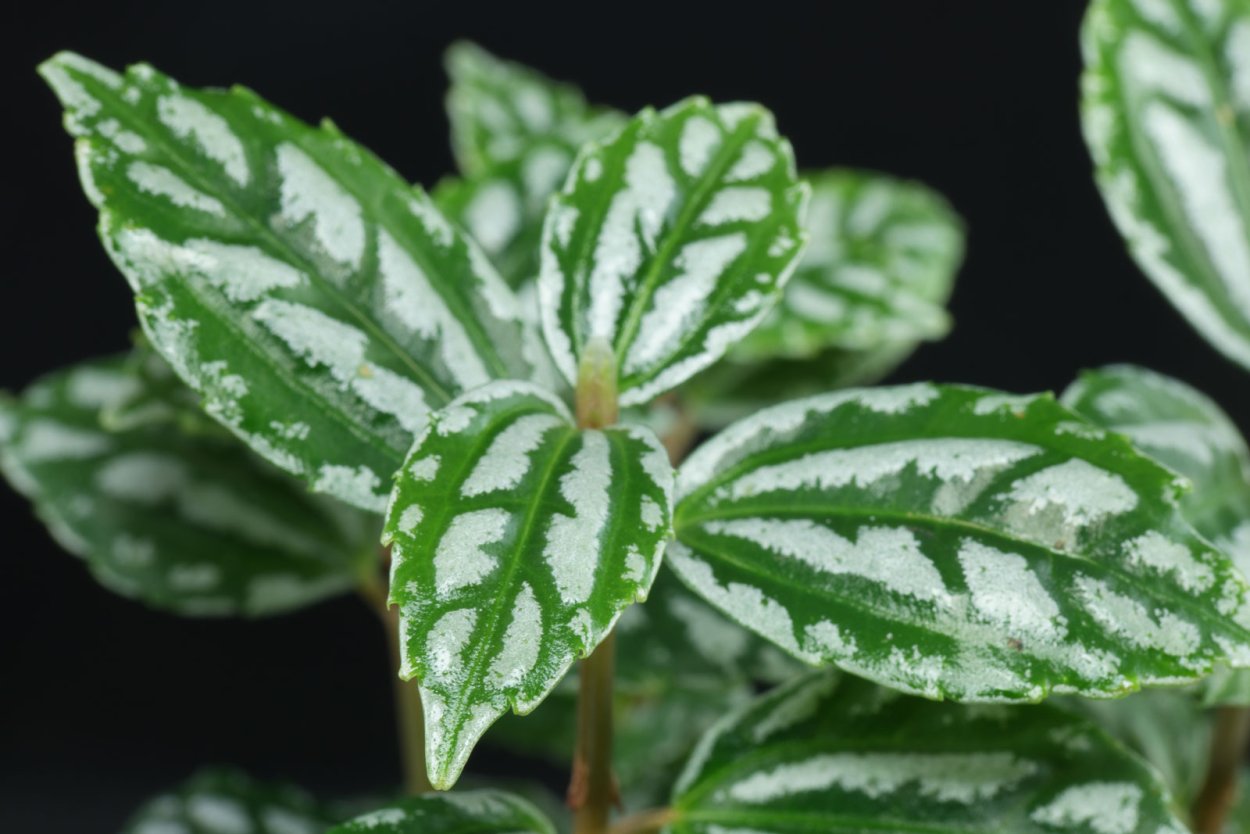 Пилея вариегатная