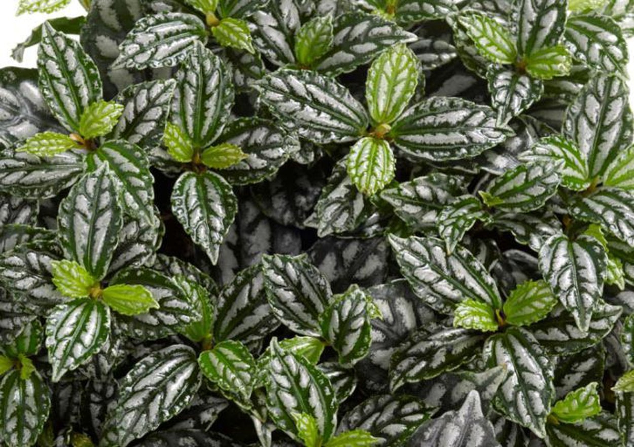 Пилея Кадье