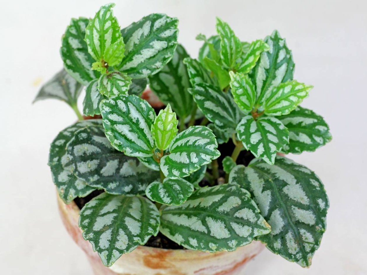 Пилея Кадье