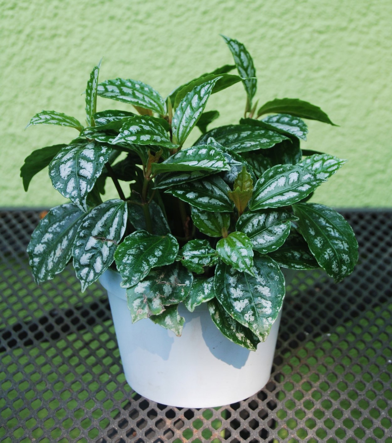 Пилея Кадье