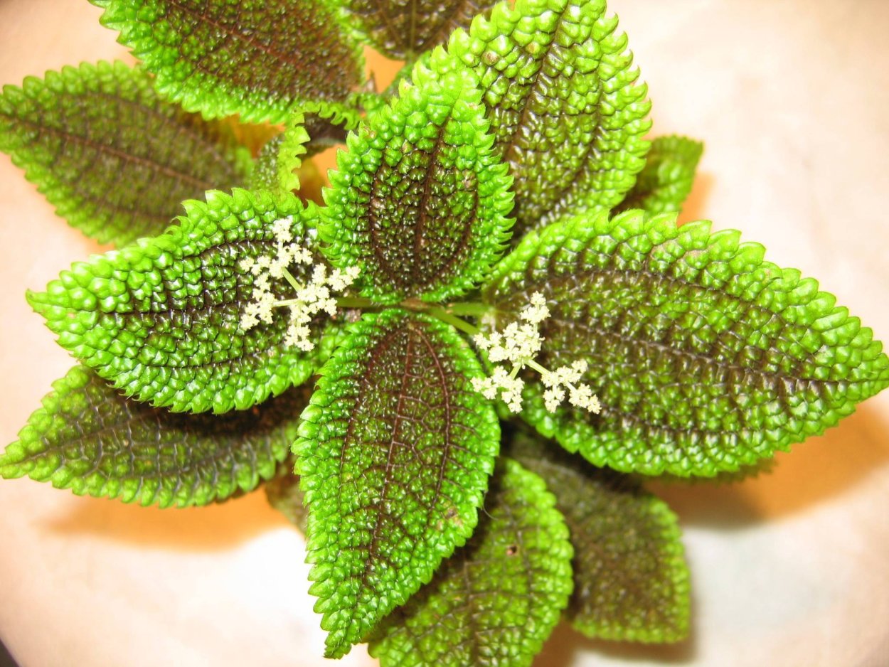 Пилея Кадиера цветок