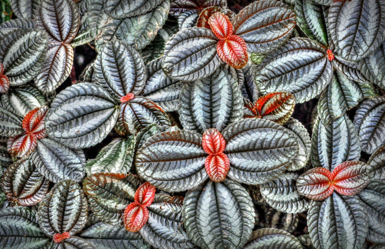 Пилея Милано