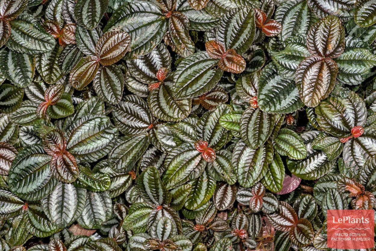 Пилея Кадиера