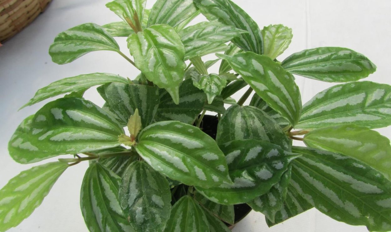 Пилея Кадье болезни