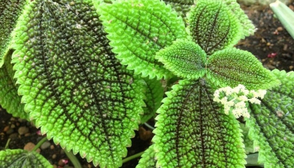 Пилея Кадье болезни