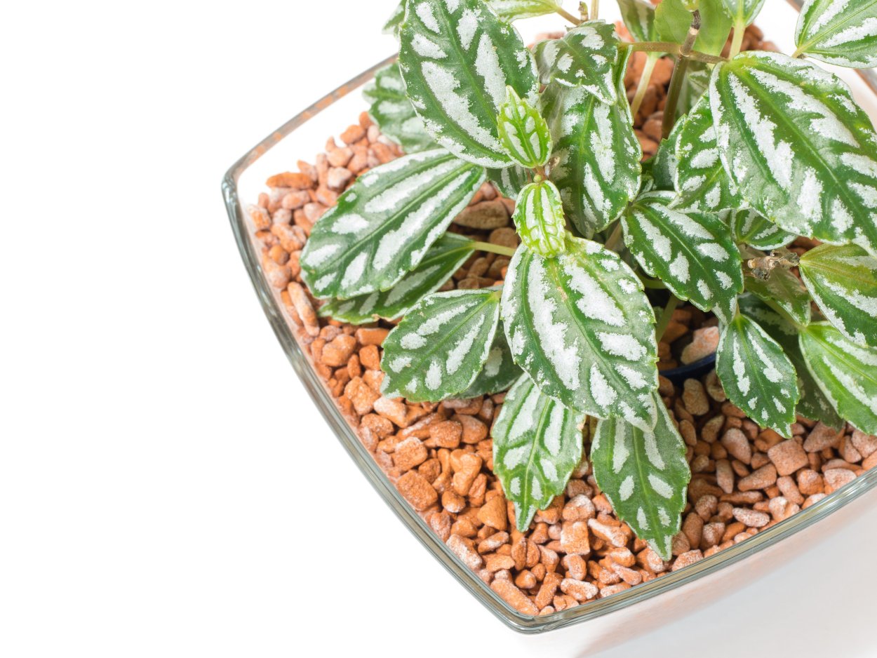 Пилея ползучая