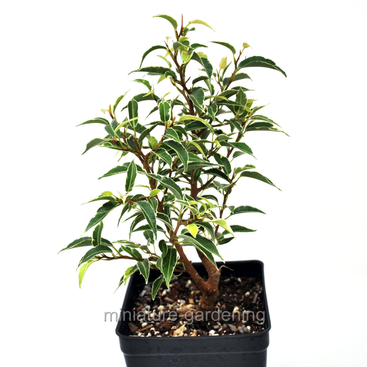 Фикус Бенджамина Вианди