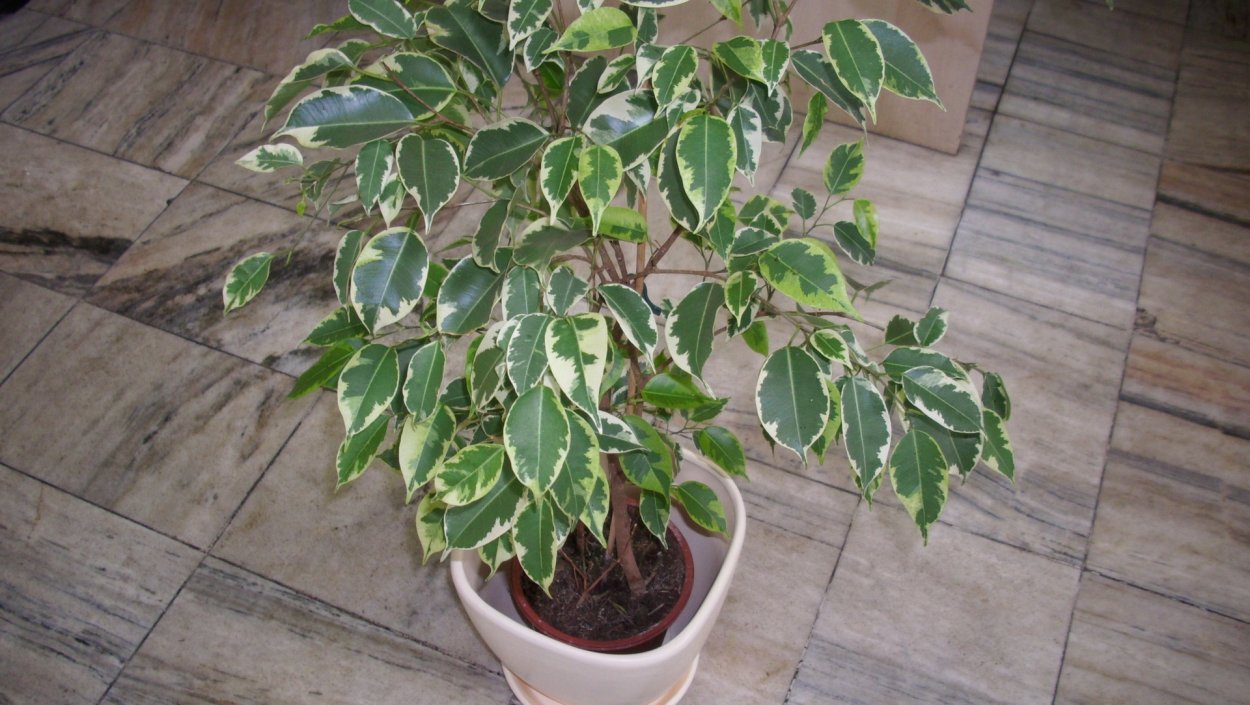 Фикус Оливер