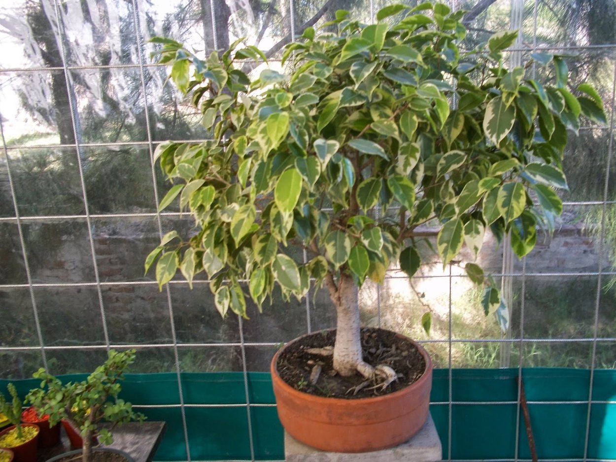 Фикус Бенджамина вариегатный