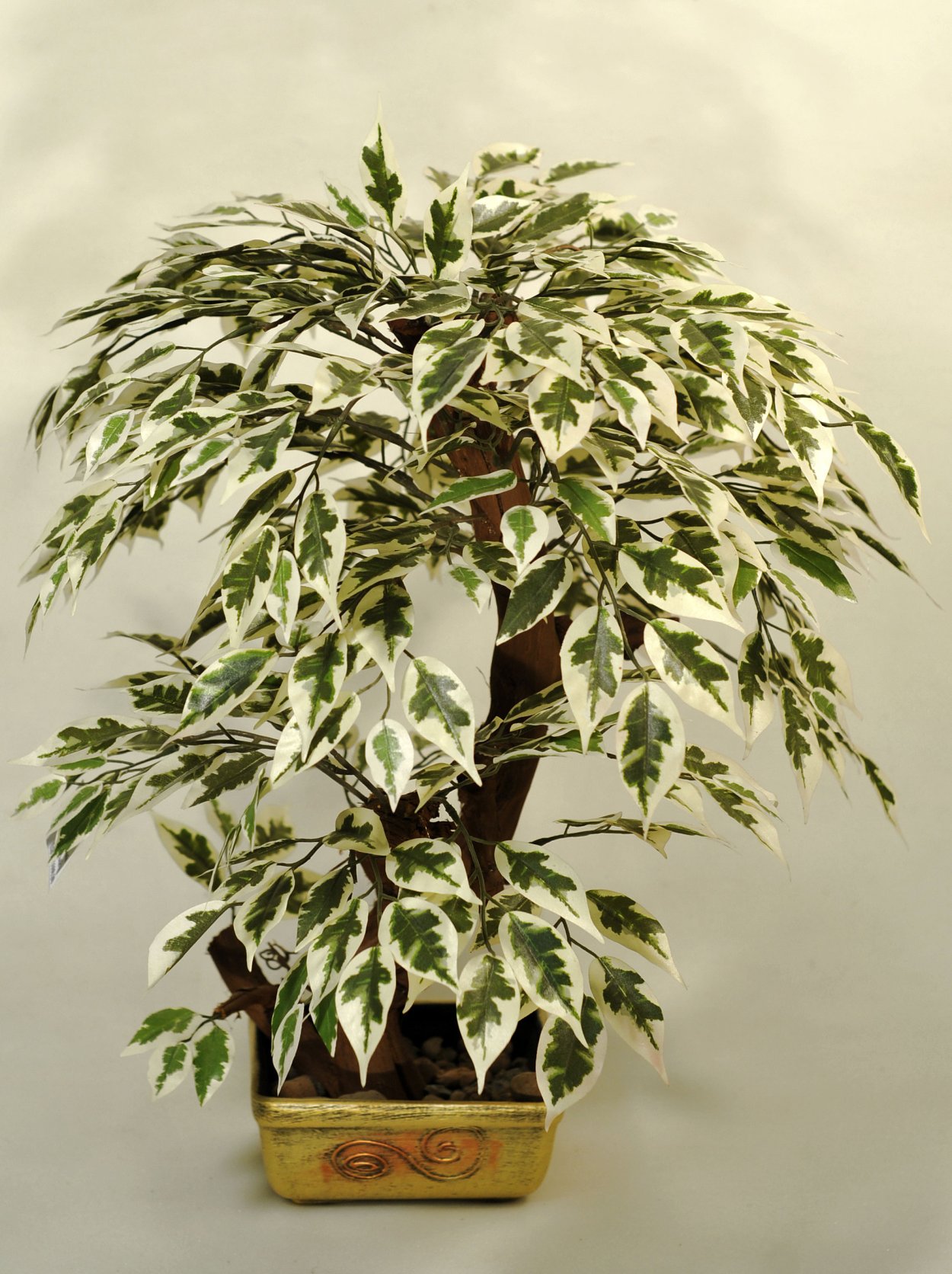 Фикус Бенджамина пестролистный