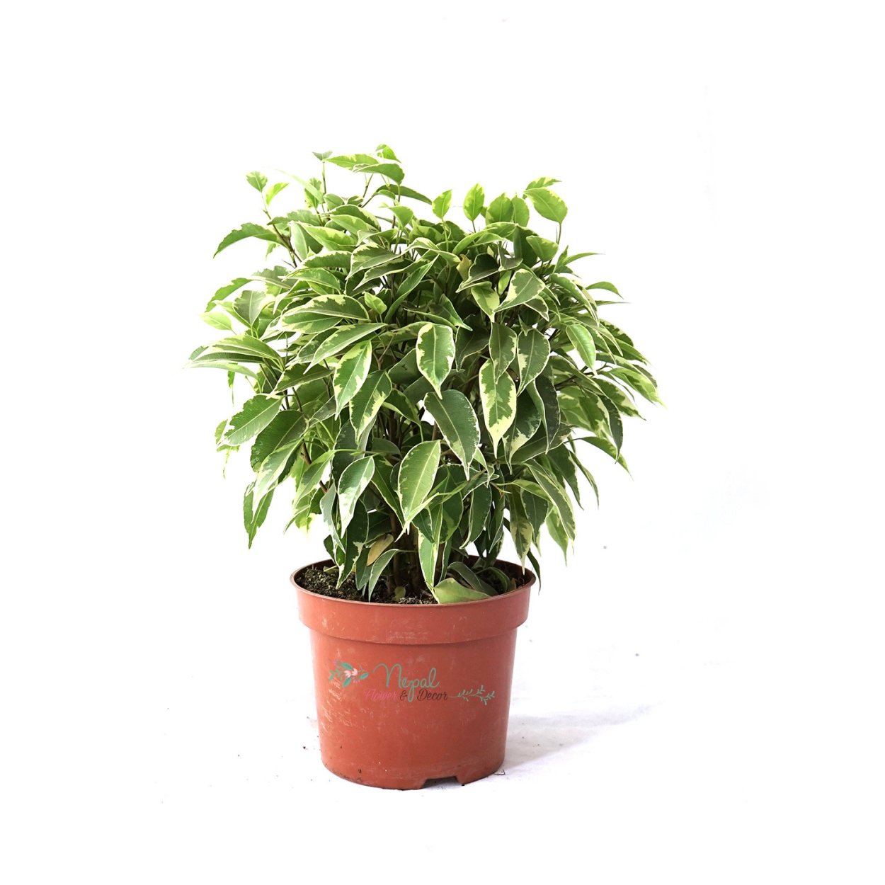 Фикус Бенджамина экзотика штамбовый