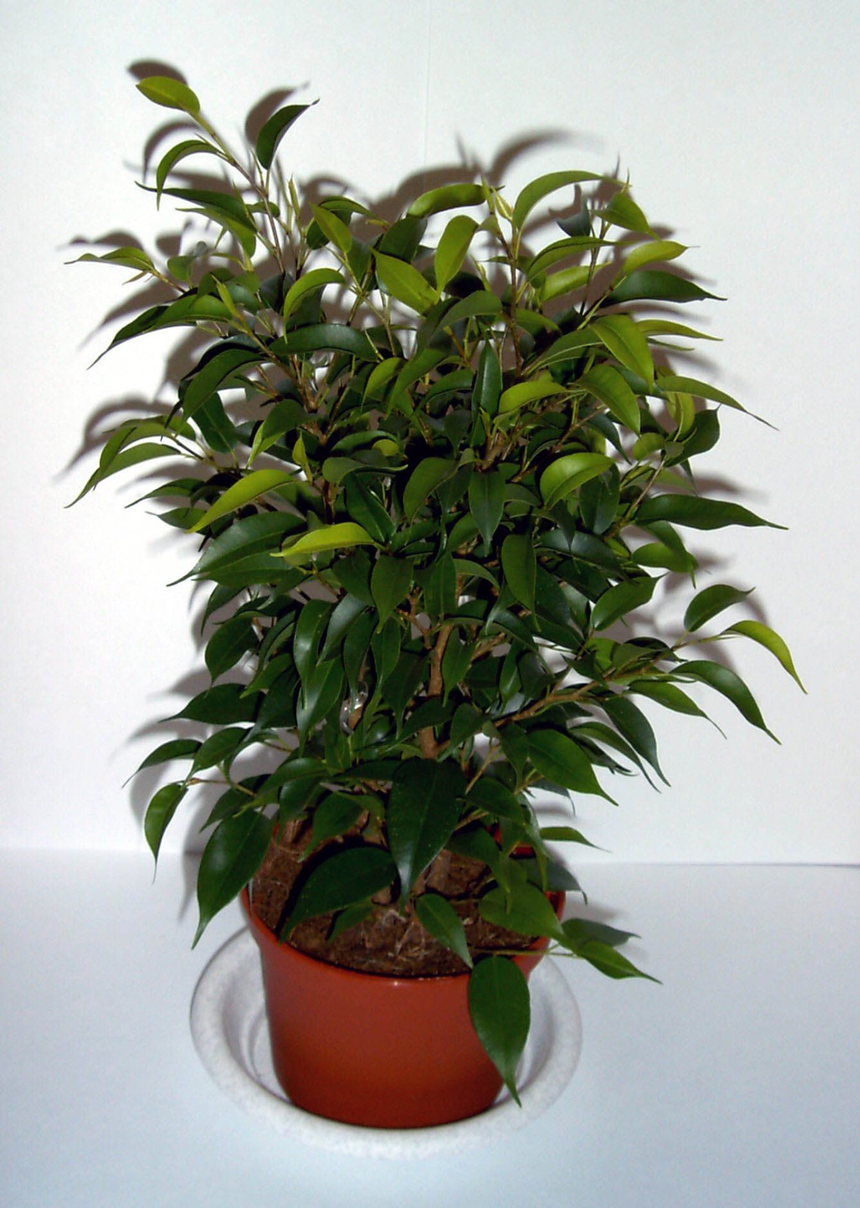 Фикус Бенджамина d13