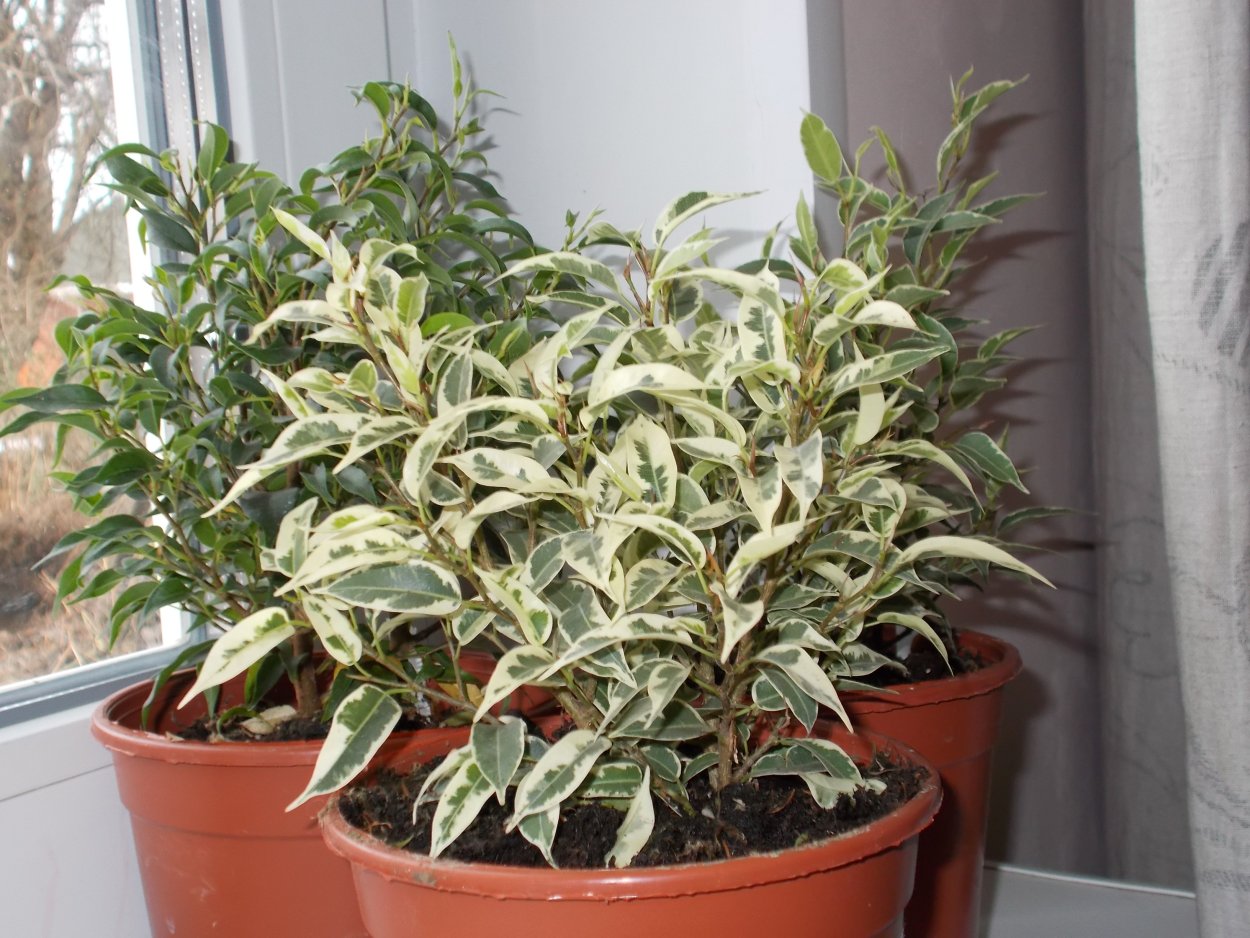 Фикус Бенджамина листья