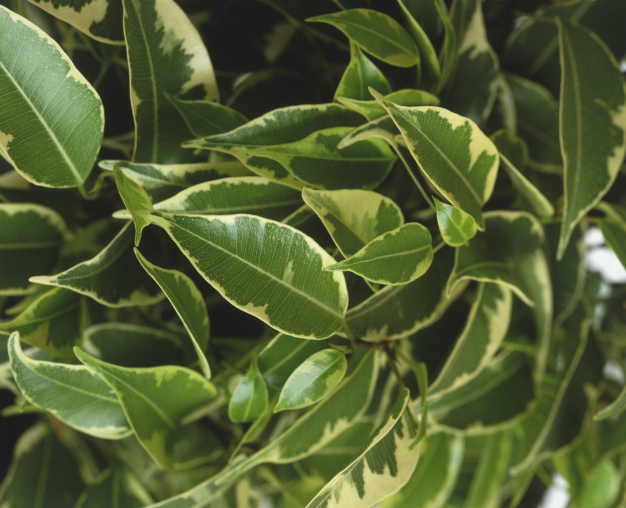 Фикус Бенджамина Пальма