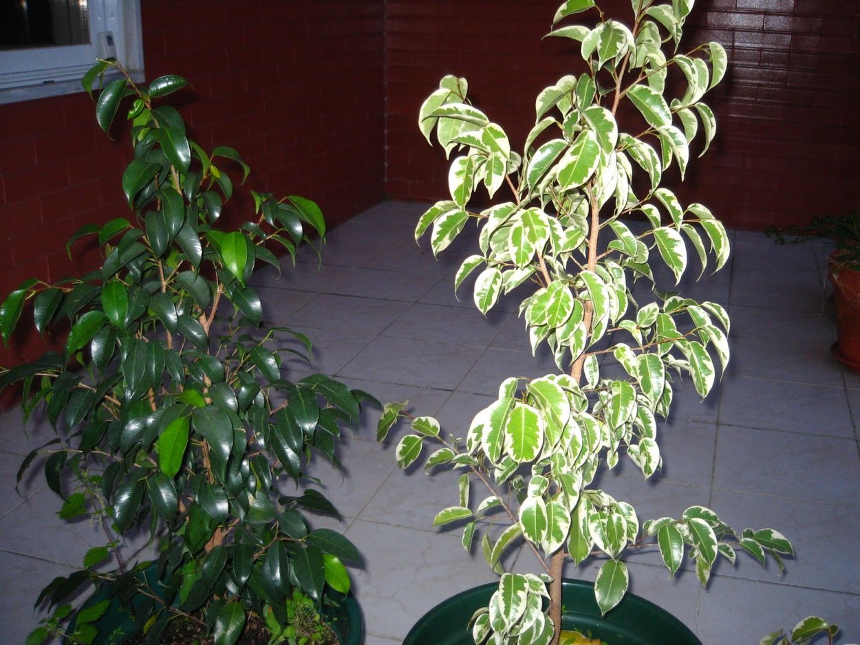 Фикус Бенджамина Даниэль вариегатный