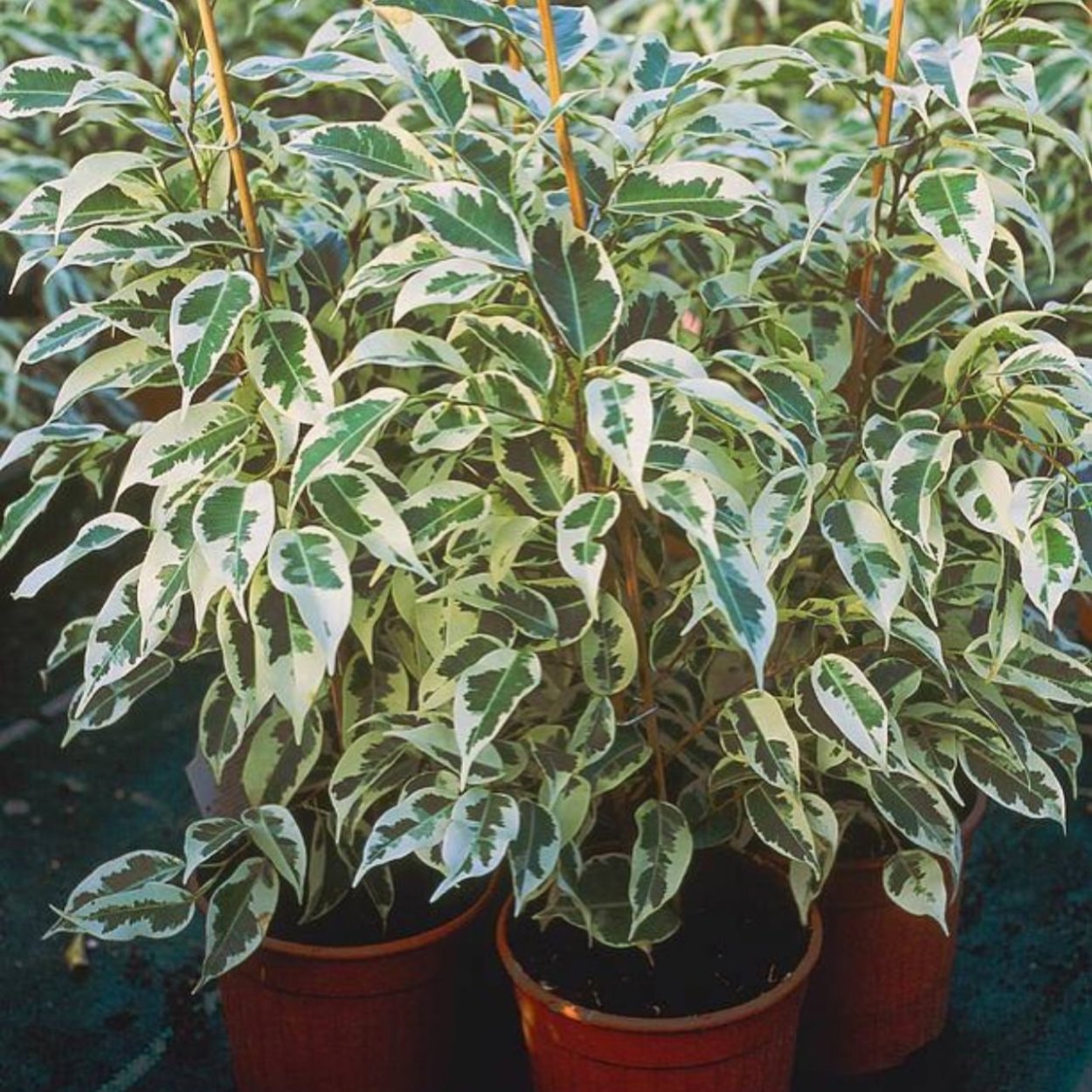 Фикус Бенджамина Старлайт